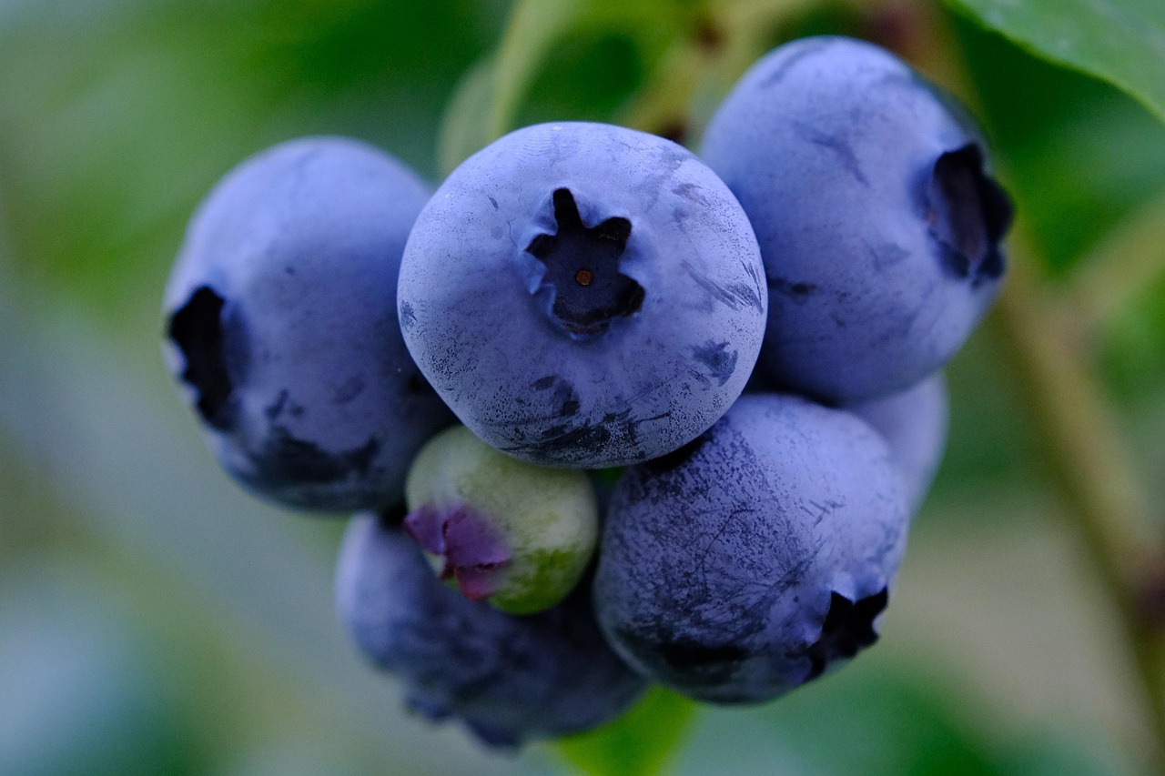 Blueberry